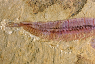 中国学者发现5亿多年前“四不像”：虾身 5只眼