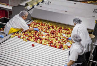 安省水果农场40人集体感染 产品在Costco热卖