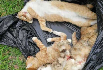 8只野猫惨死儿童乐园 志愿者放声大哭
