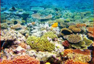 过去25年里 大堡礁已经消失了一半