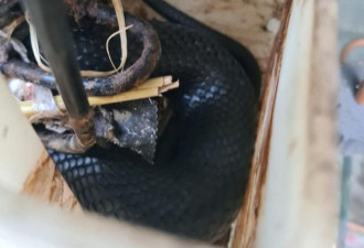 致命毒蛇偷偷遛进冰箱，一家人吓呆！