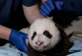 华盛顿动物园回应：大熊猫“美香”被照顾不周?