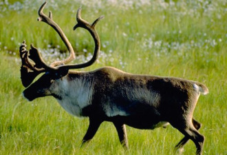 加拿大和阿尔伯塔省达成保护驯鹿协议
