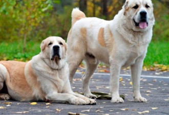 土库曼斯坦总统钟爱国犬，当作厚礼送给普京