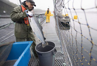 BC省三文鱼养殖场面临寄生虫问题