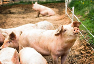 陆猪肉价降逾2成 力求过年碗裡不缺肉