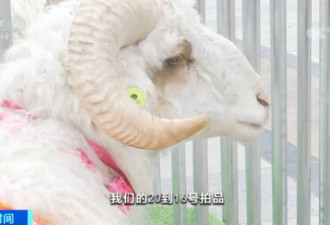 一只羊，卖到2.6万元！为啥这么值钱？