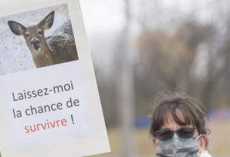 蒙特利尔市民反对政府要控制野鹿数量