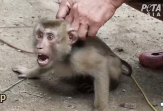 椰农虐猴子 Costco宣布停止从泰进口椰子制品
