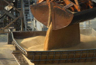 澳洲请求取消大麦进口关税，遭中国拒绝
