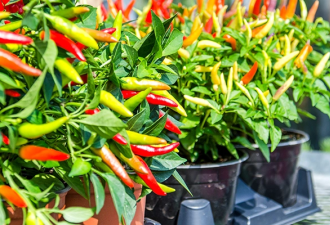 最新研究发现：吃辣椒或更容易长寿