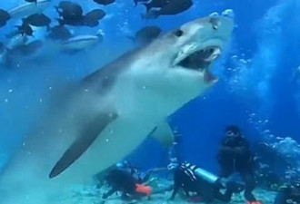 鲨鱼撕咬旗鱼头部 身后数名潜水员围观