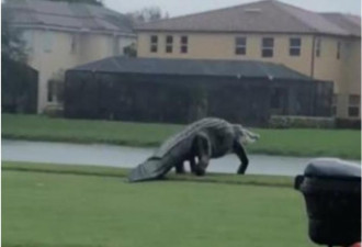 佛州高尔夫球场惊现巨鳄 如置身侏罗纪公园