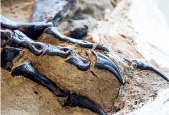 史上首只完整暴龙化石 北卡州博物馆展示