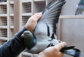中国买家拍出史上最贵 比利时鸽子780万成交