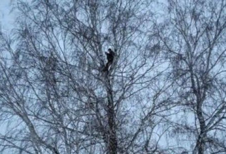 俄罗斯一学生为上网课 爬上8米高大树找信号
