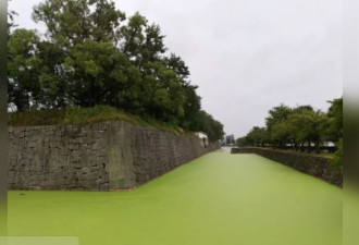京都百年古迹护城河变&quot;抹茶&quot; 居民从没见过