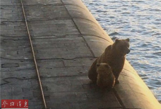 棕熊带幼崽“造访”俄军战略核潜艇 均被击毙