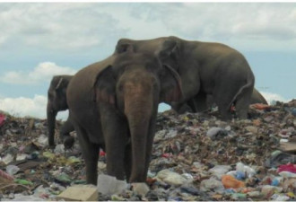 斯里兰卡野象垃圾场觅食 吞塑胶慢性自杀