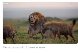 川普推特PO&quot;狮子大战鬣狗&quot;影片引热议