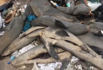 17只断头无尾鲨鱼尸体被发现丢弃在智利海滩