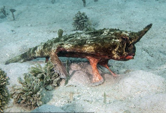加勒比海底发现用鳍爬行的独角怪鱼