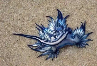 海滩见蓝色类外星生物 海洋最美杀手曝光