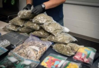 警方捣破两市毒品工场大麻种植场拘10人