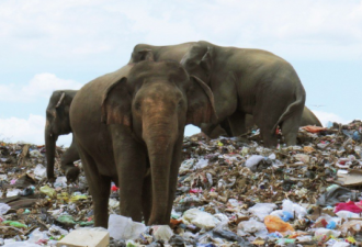 吃垃圾的大象：斯里兰卡农村的人象战争