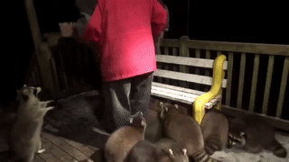 加拿大退休警察变网红：被20只浣熊堵门