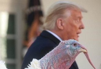 川普赦免感恩节火鸡，被记者问了一个尴尬问题