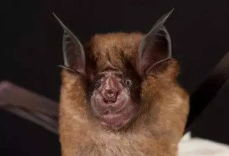 日本菊头蝙蝠身上发现类似新冠病毒 相似度80%