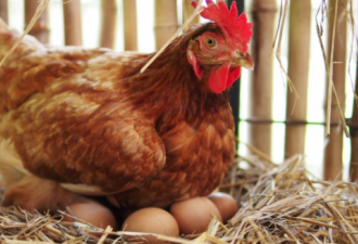 多伦多后院养鸡延长一年每户最多4只鸡