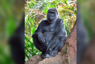 多伦多动物园49岁大猩猩去世
