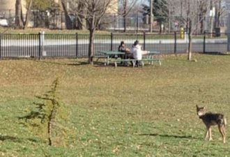 多伦多学校内惊现郊狼觅食 公园里徘徊2小时
