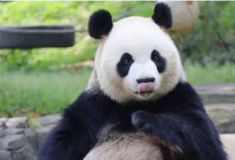 大熊猫为何沉迷马粪不能自拔？中国终于搞清楚