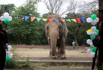 成功了！解救“全世界最孤独的大象”