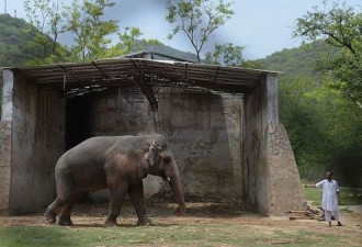 成功了！解救“全世界最孤独的大象”