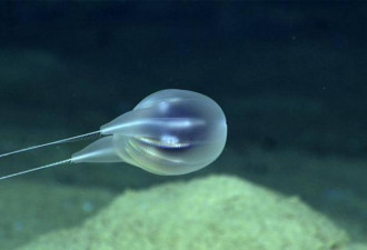 前所未见 美科学家在深海发现新的胶状动物