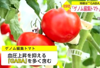 日本基因编辑番茄将上市 对人无害 不用审查