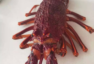 澳洲龙虾大量滞销，墨尔本华人纷纷晒单