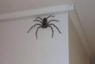 巨型蜘蛛闯民居住足一年 没被杀反而……