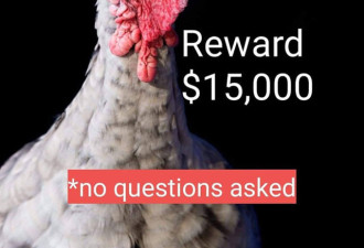 加州女子悬赏近10万元寻找“火鸡妈妈”
