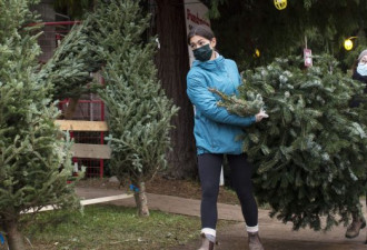 疫情下今年加拿大圣诞树需求旺盛
