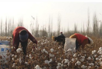 新疆采棉工：揭露时尚产业背后的强迫劳动