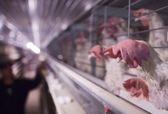 加拿大政府补助受自由贸易伤害的禽蛋业