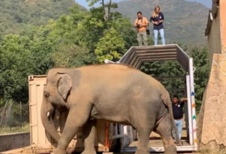 世上最孤独大象 安全抵达柬埔寨展开新生活