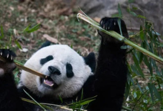 法媒：川普未能中断“熊猫外交”