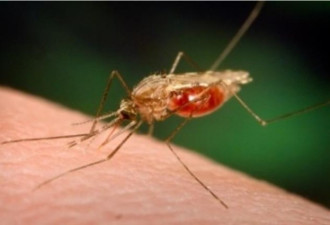 中国向世卫申请国家消除疟疾认证