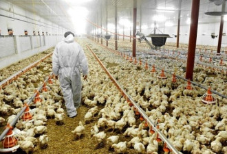 波兰南韩再爆H5N8禽流感 部分禽产品禁输港